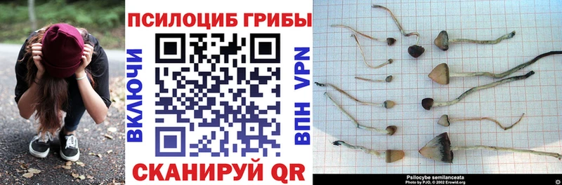 где можно купить   Лысьва  Псилоцибиновые грибы GOLDEN TEACHER 